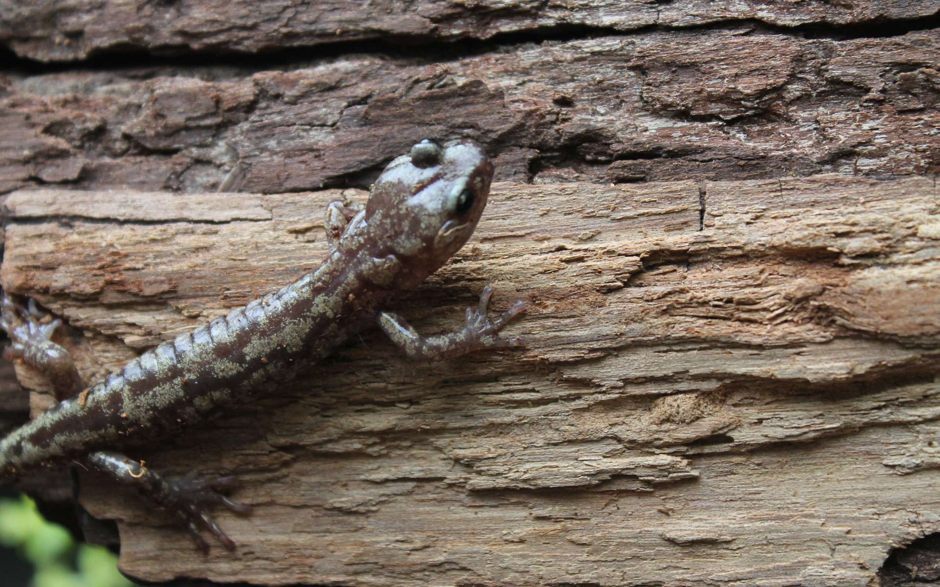 Ces salamandres se parachutent des arbres les plus hauts du monde !