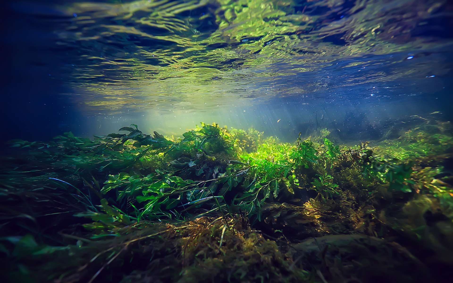 Ces algues sont à l'origine d'un gaz qui aide à refroidir le climat