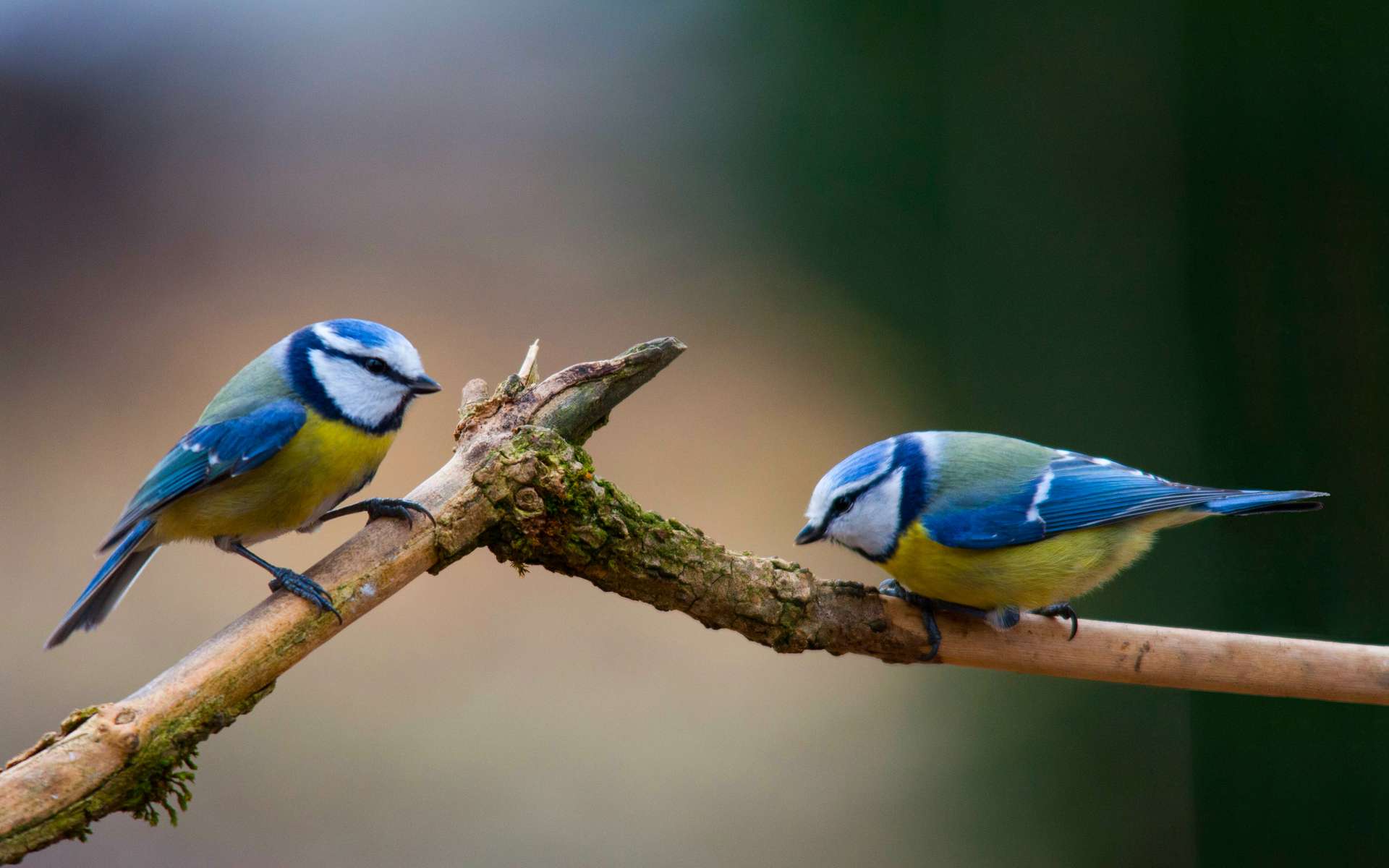 Pourquoi les oiseaux perdent-ils leurs couleurs avec le réchauffement climatique ?