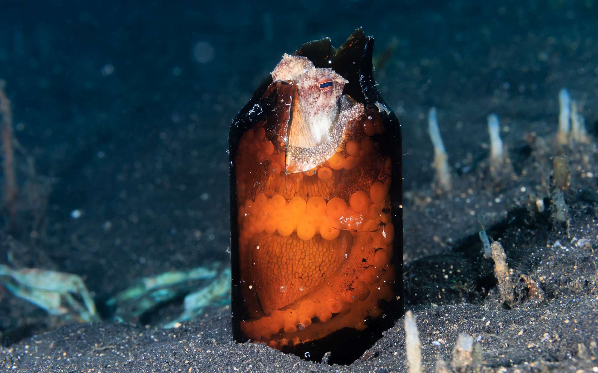 Étrangeté du vivant : l'étonnante cachette d'une pieuvre noix de coco