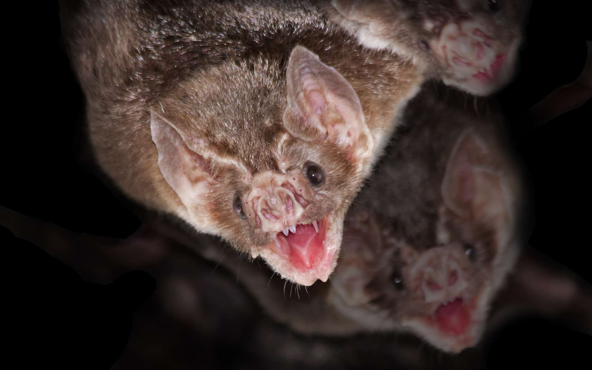 En cas de contamination, la chauve-souris vampire s'isole. © belizar, Adobe Stock