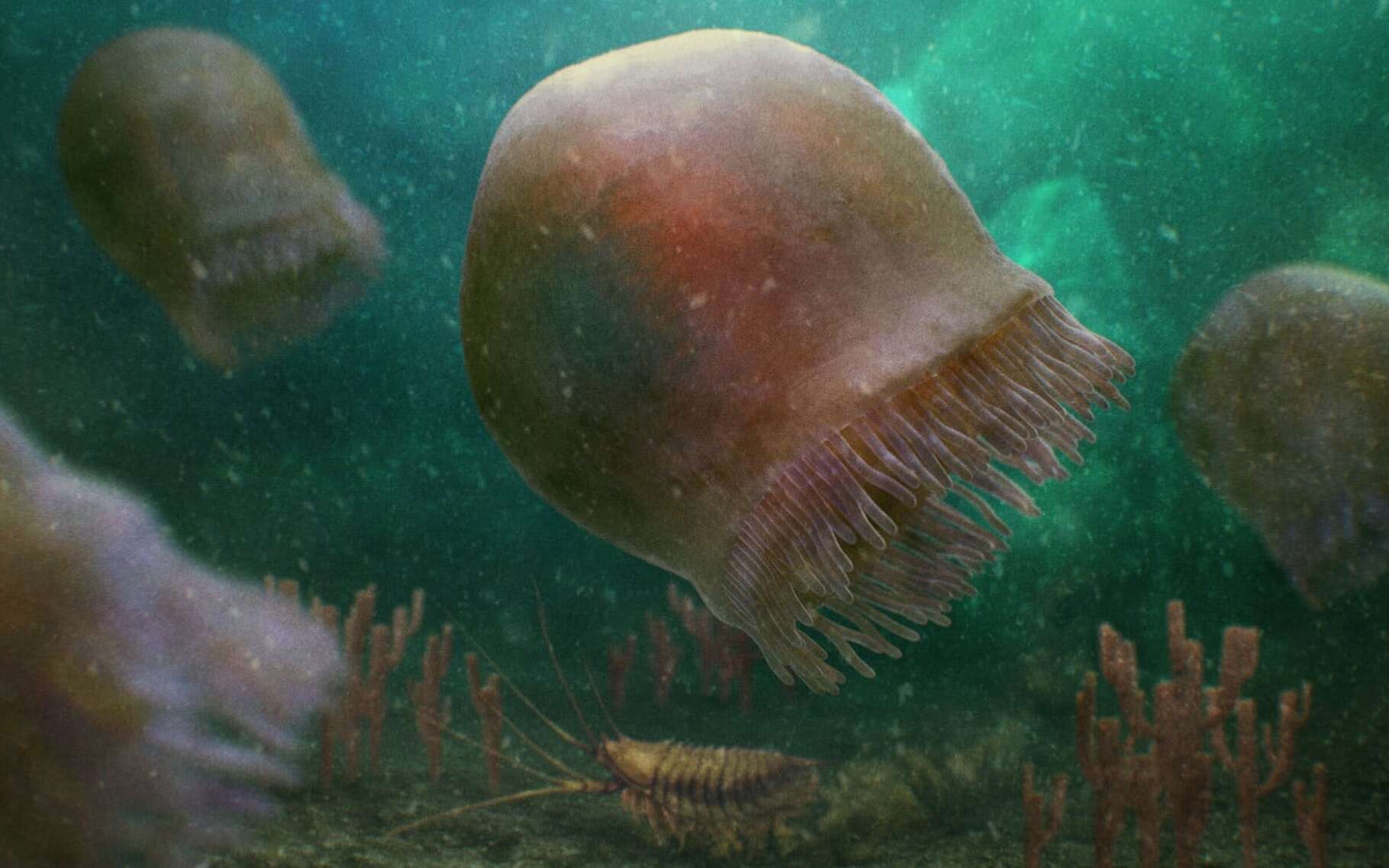 Cette méduse de 500 millions d'années est la plus ancienne qui savait nager jamais découverte