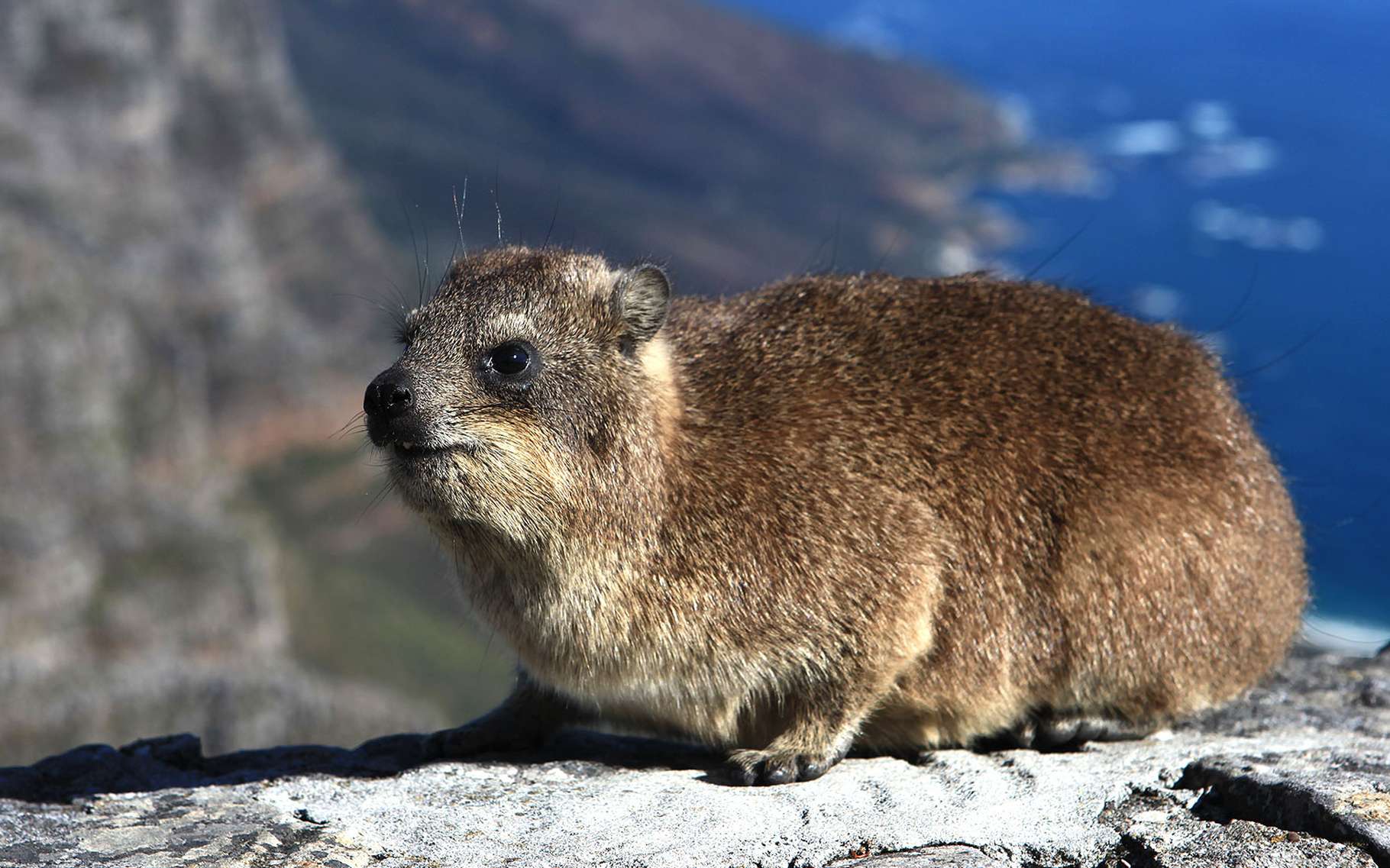 Proche de l'lphant, de la taille d'un lapin : le daman | Dossier