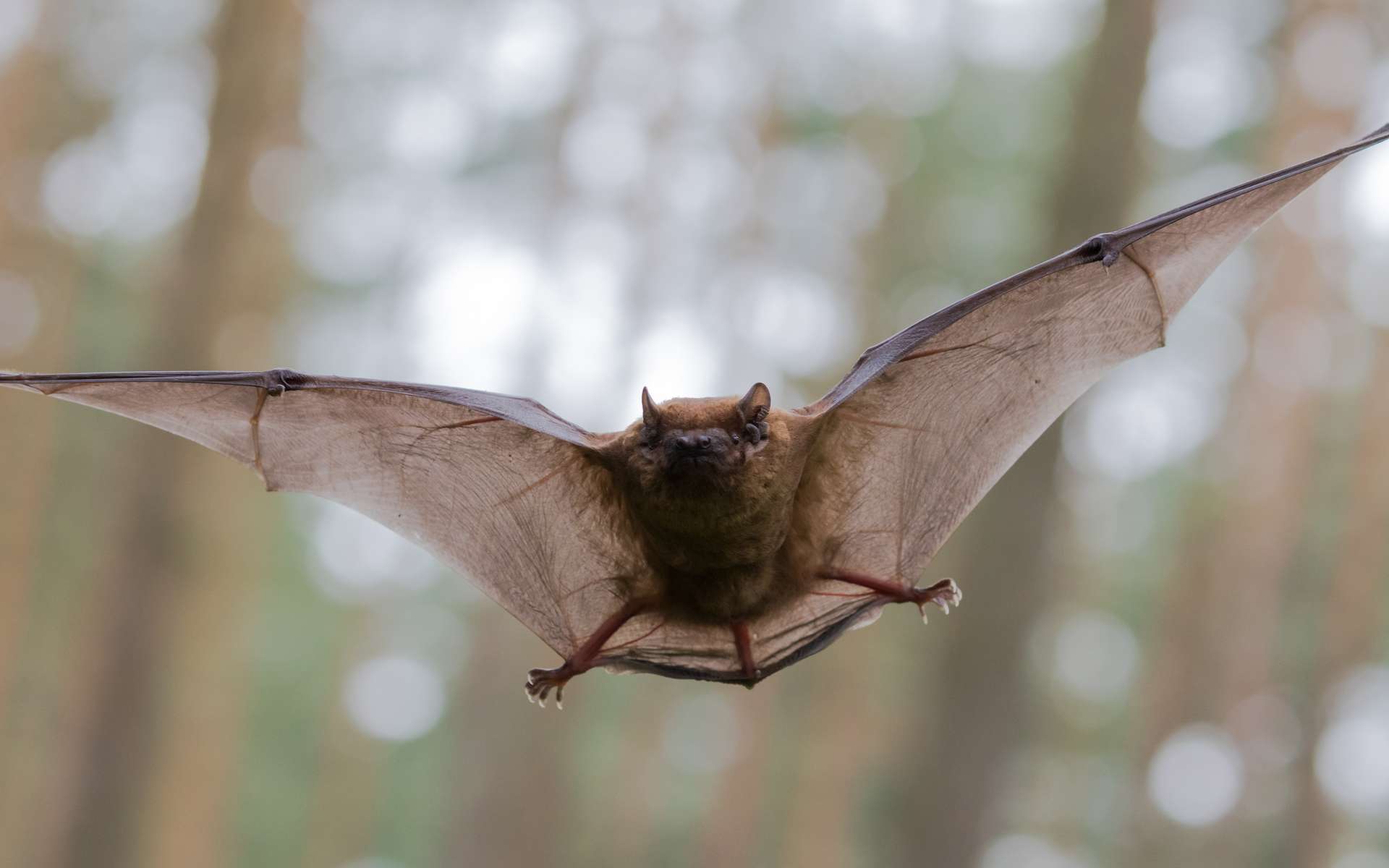 Des chercheurs ont découvert un incroyable mécanisme de migration chez les chauves-souris !