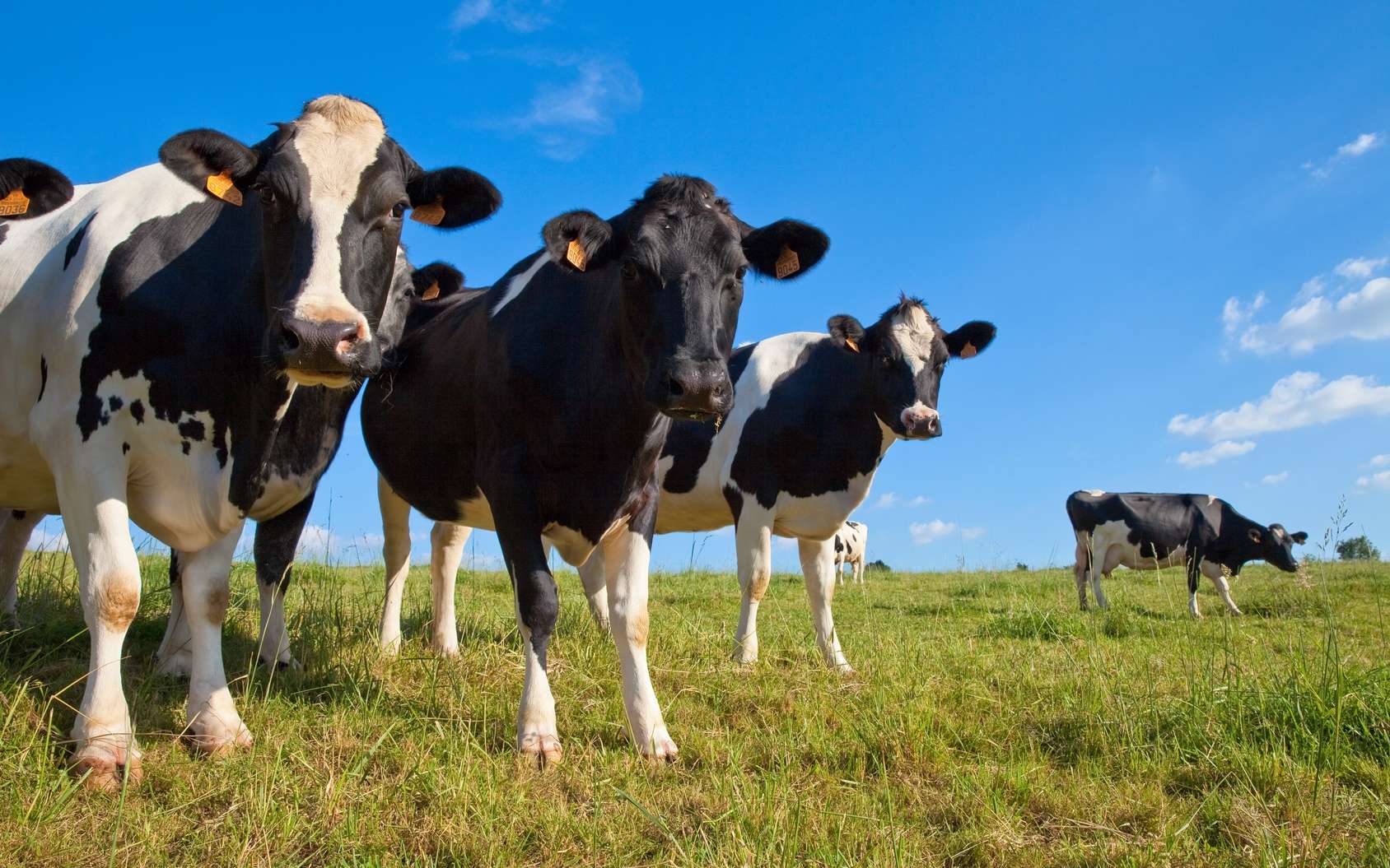 Des vaches transgéniques bientôt dans les prés ? © Thierry Ryo, Fotolia test