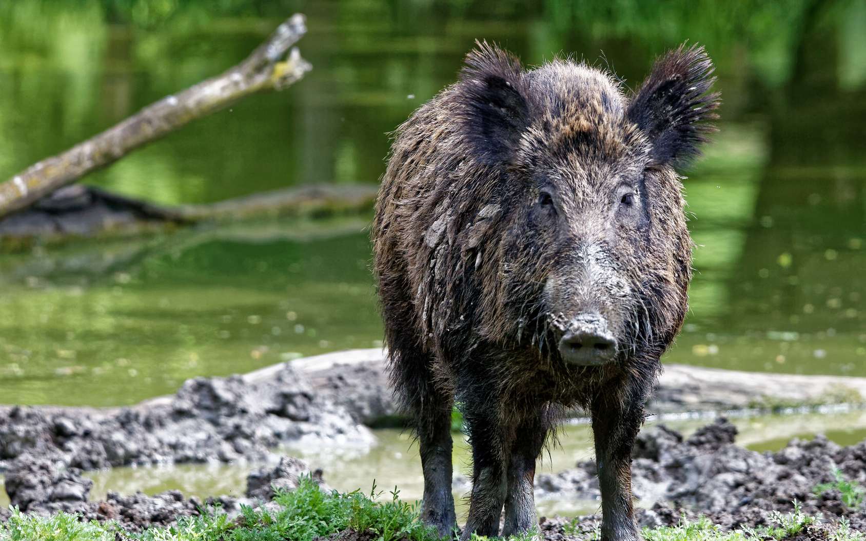 Vitesse d un sanglier