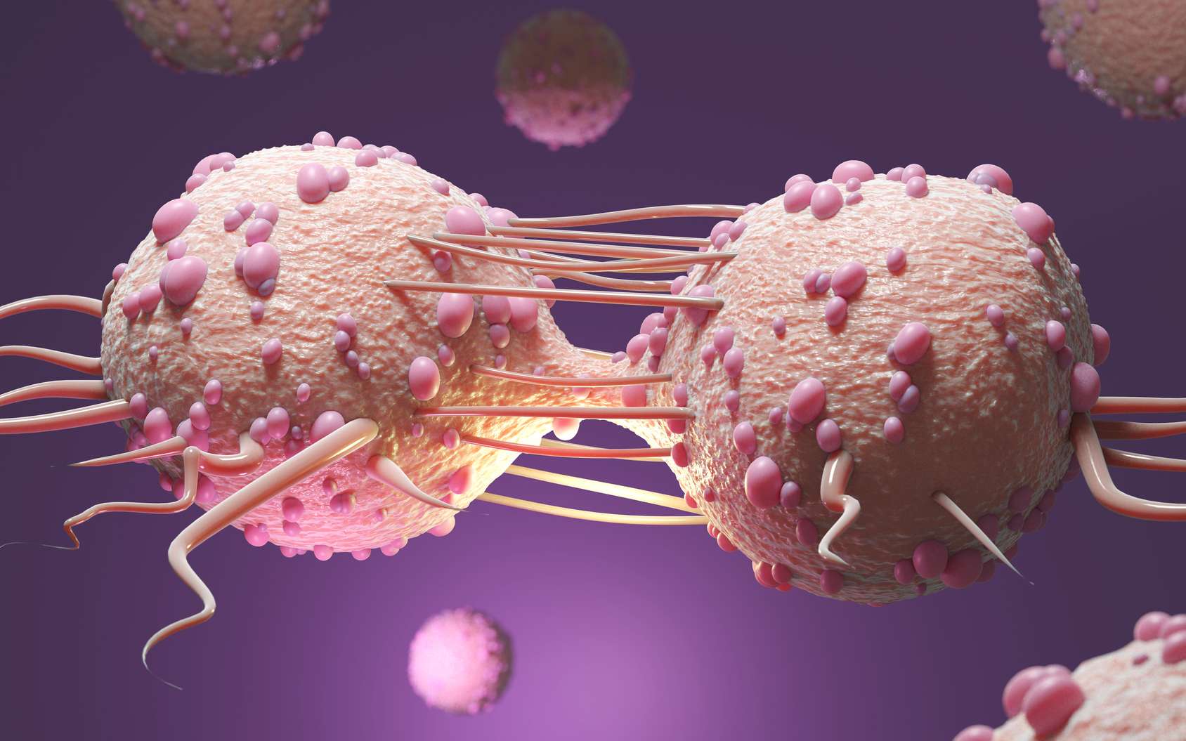 Des cellules cancéreuses en train de proliférer. © Steven, Fotolia