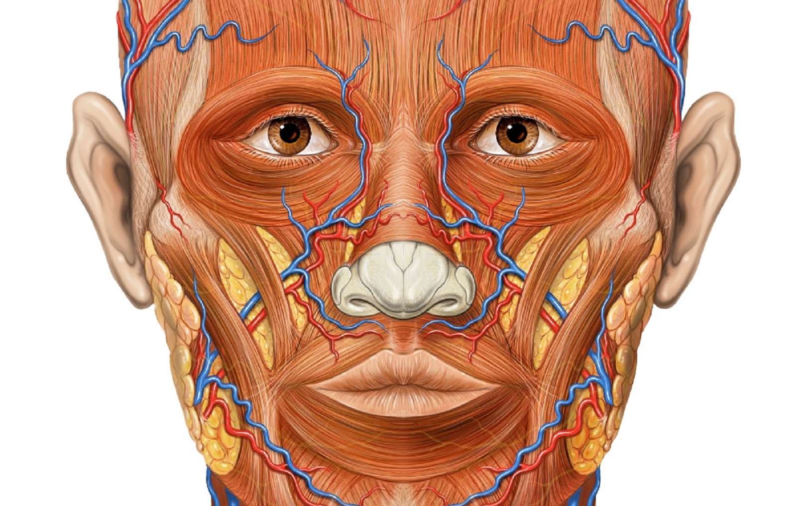 Photos Anatomie De La T te En 10 Illustrations Photos Anatomie De La T te En 10 Illustrations
