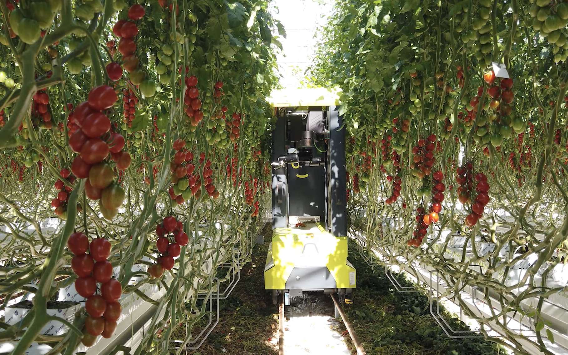 Ce robot cueille les tomates tout en douceur