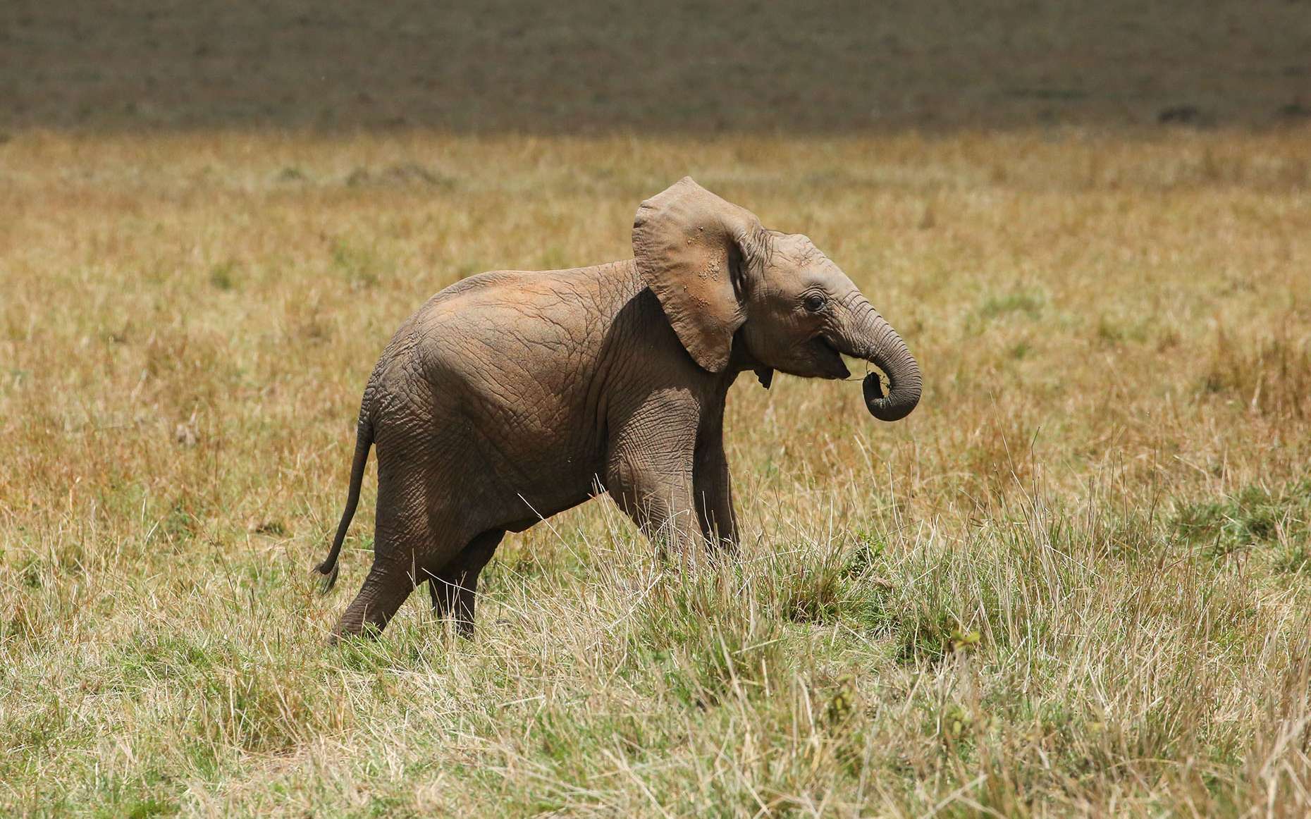 Éléphanteau à « Mara Triangle » au Kenya. © Graeme Green, tous droits réservés, reproduction interdite