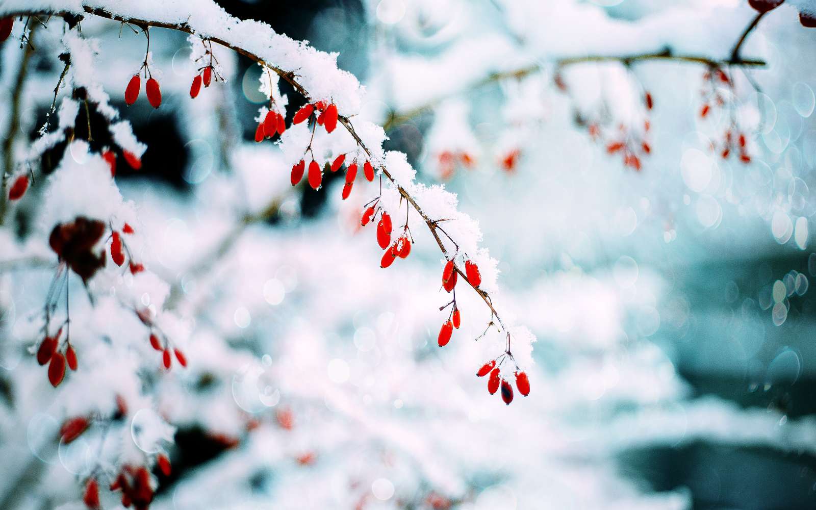 Secrets de jardinage : 4 fleurs d'hiver qui ne craignent pas le froid !