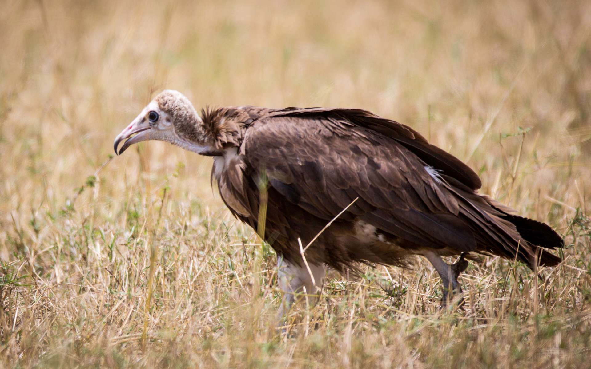 Guinée-Bissau : plus de 1.000 vautours retrouvés morts empoisonnés