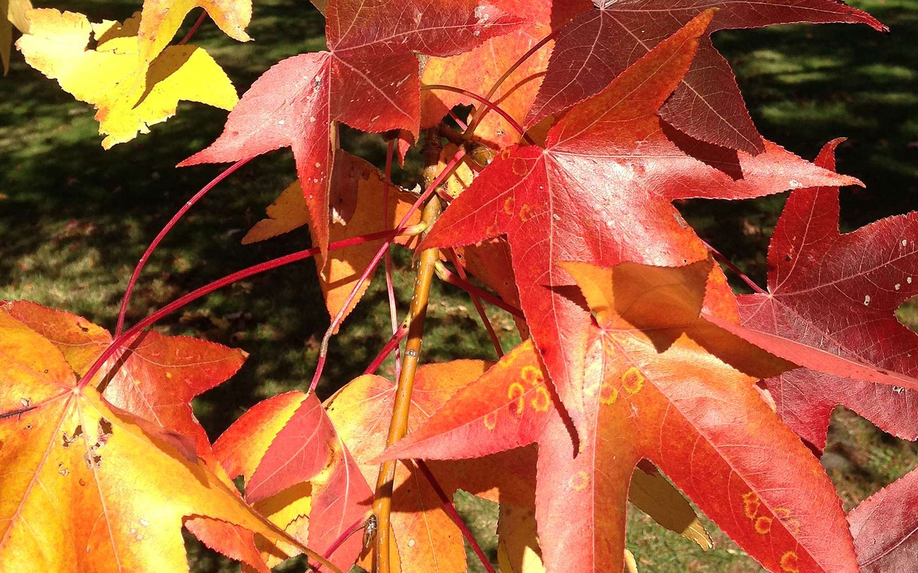 Définition | Liquidambar - Liquidambar styraciflua - Copalme d'Amérique ...