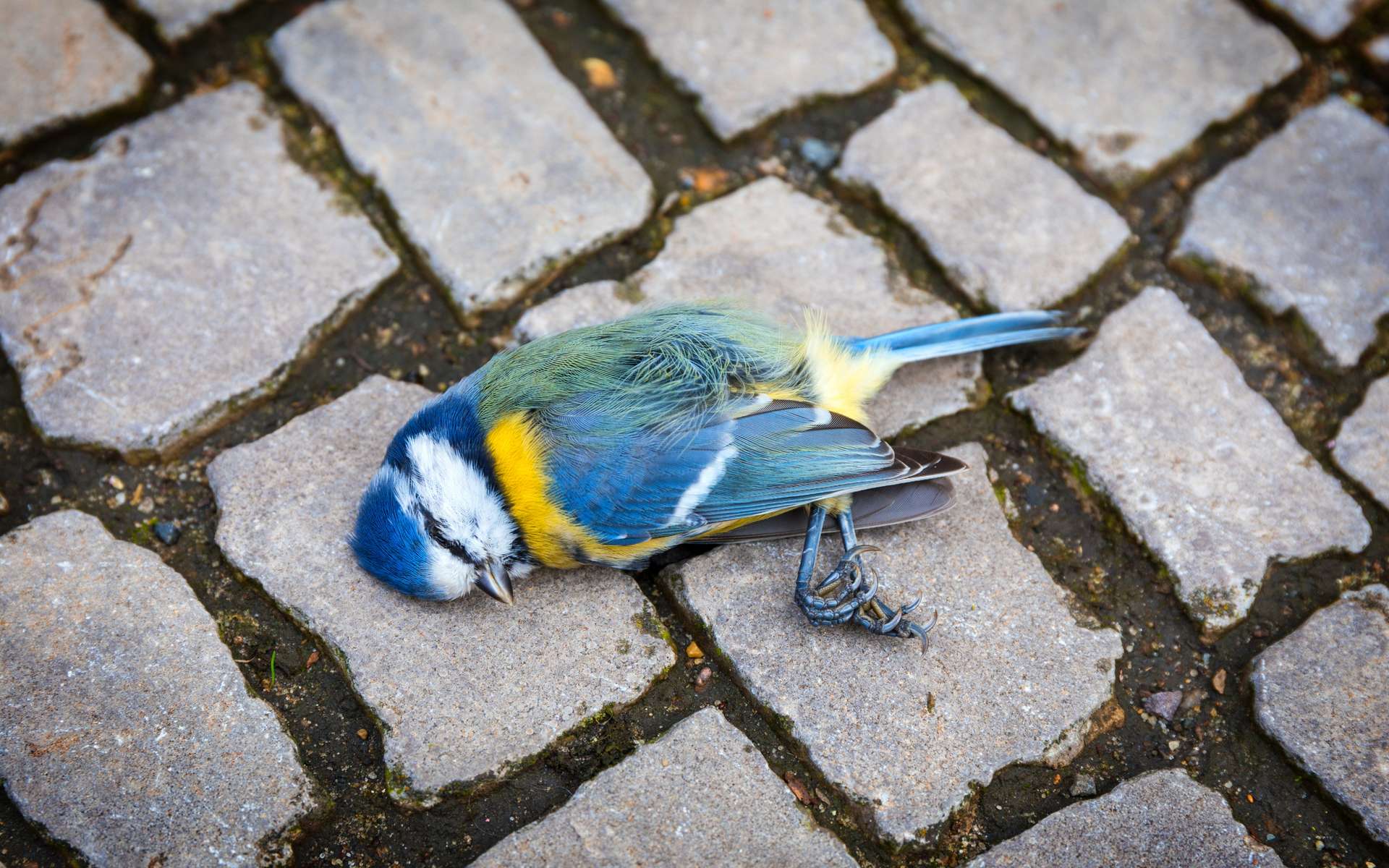 Biodiversité en deuil : voici pourquoi la nature s'éteint à une vitesse alarmante en France !