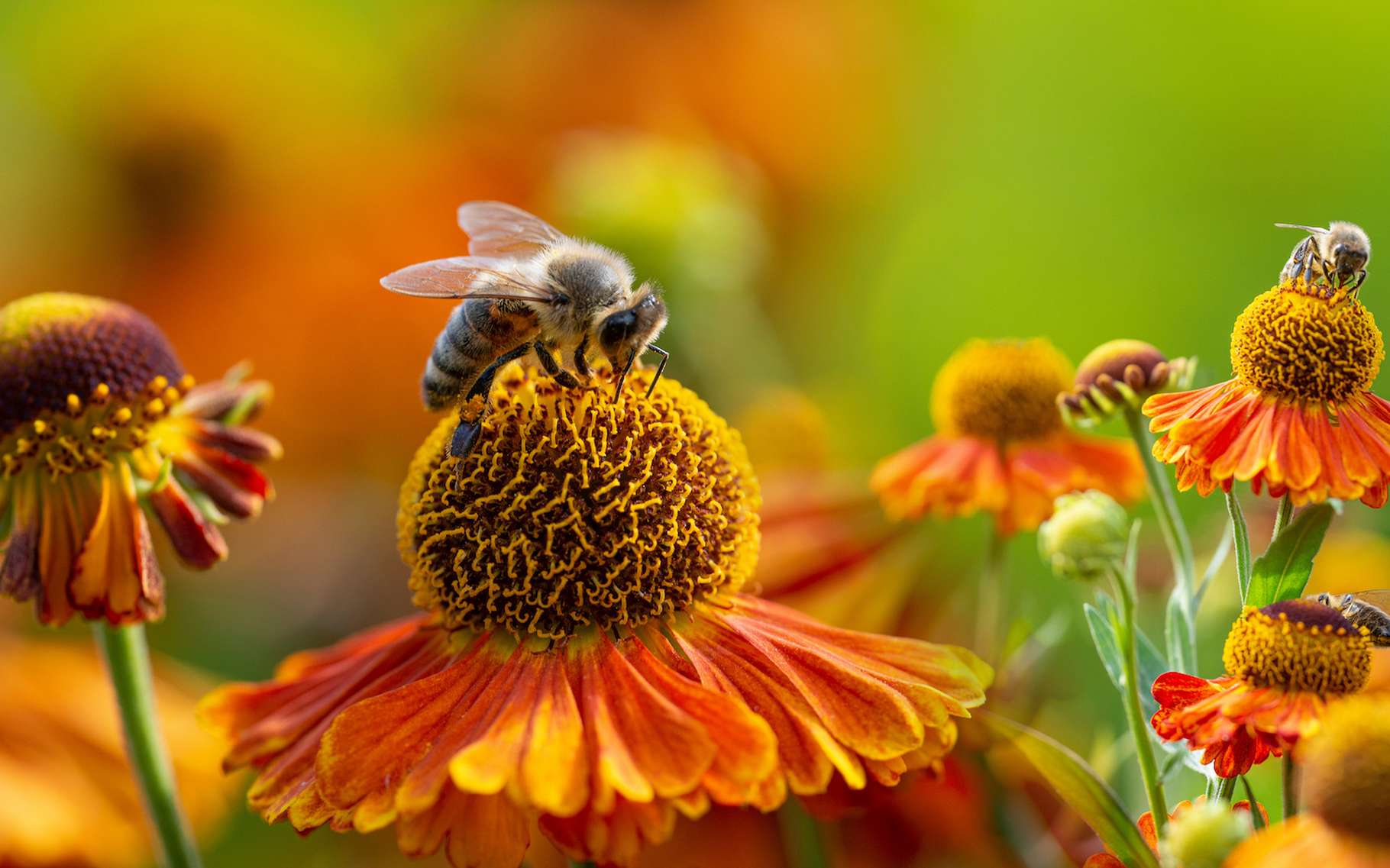 La vie des abeilles a diminué de moitié en 50 ans !