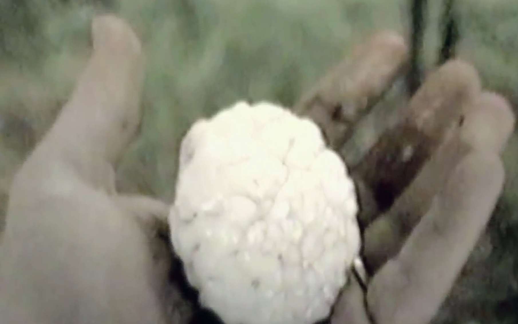 Un curieux grêlon photographié en 1995 : il ressemble un peu à un cerveau, témoignant d'une trajectoire mouvementée au sein d'un cumulonimbus. © Discovery Science