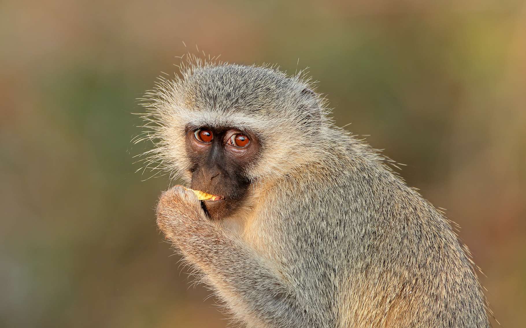 Bêtes de science : cet animal prend (presque) toujours la meilleure décision