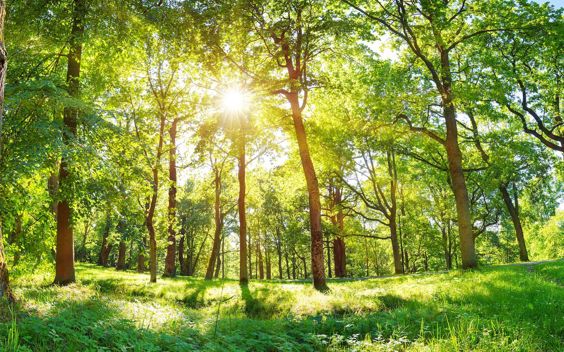 Les forêts en danger : elles ne peuvent pas s'adapter au rythme fou du réchauffement climatique