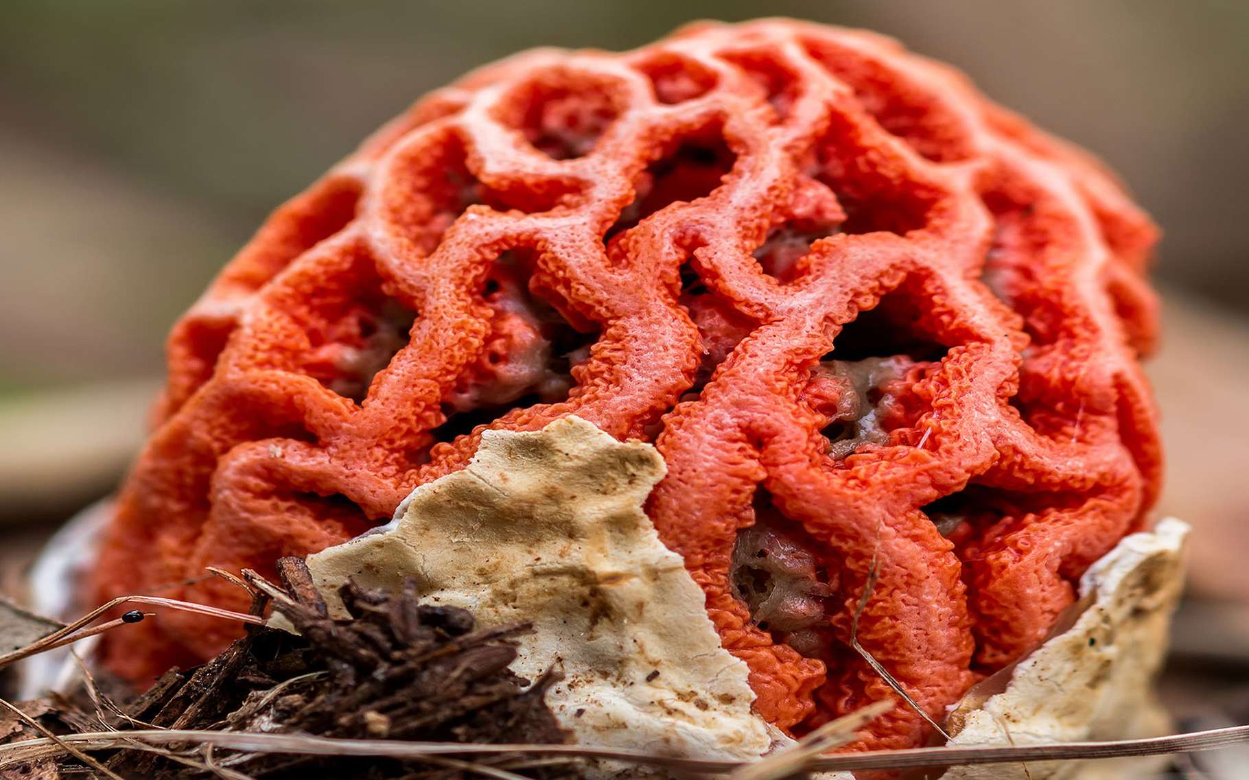 Champignon Le Clathre Rouge Ou Cœur De Sorciere Dossier