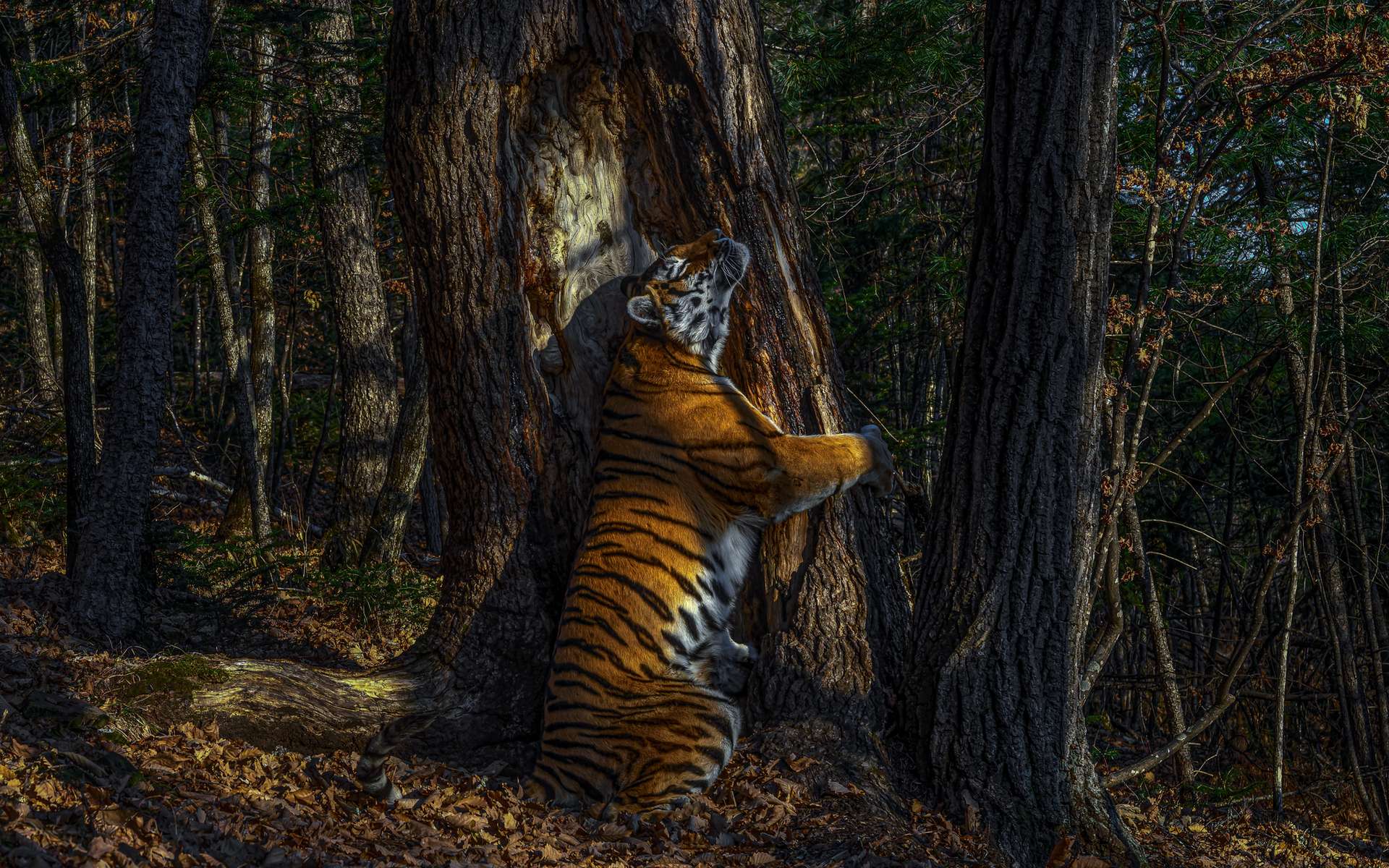 « L'étreinte » d'un tigre de Sibérie et autres magnifiques photos d'animaux sauvages