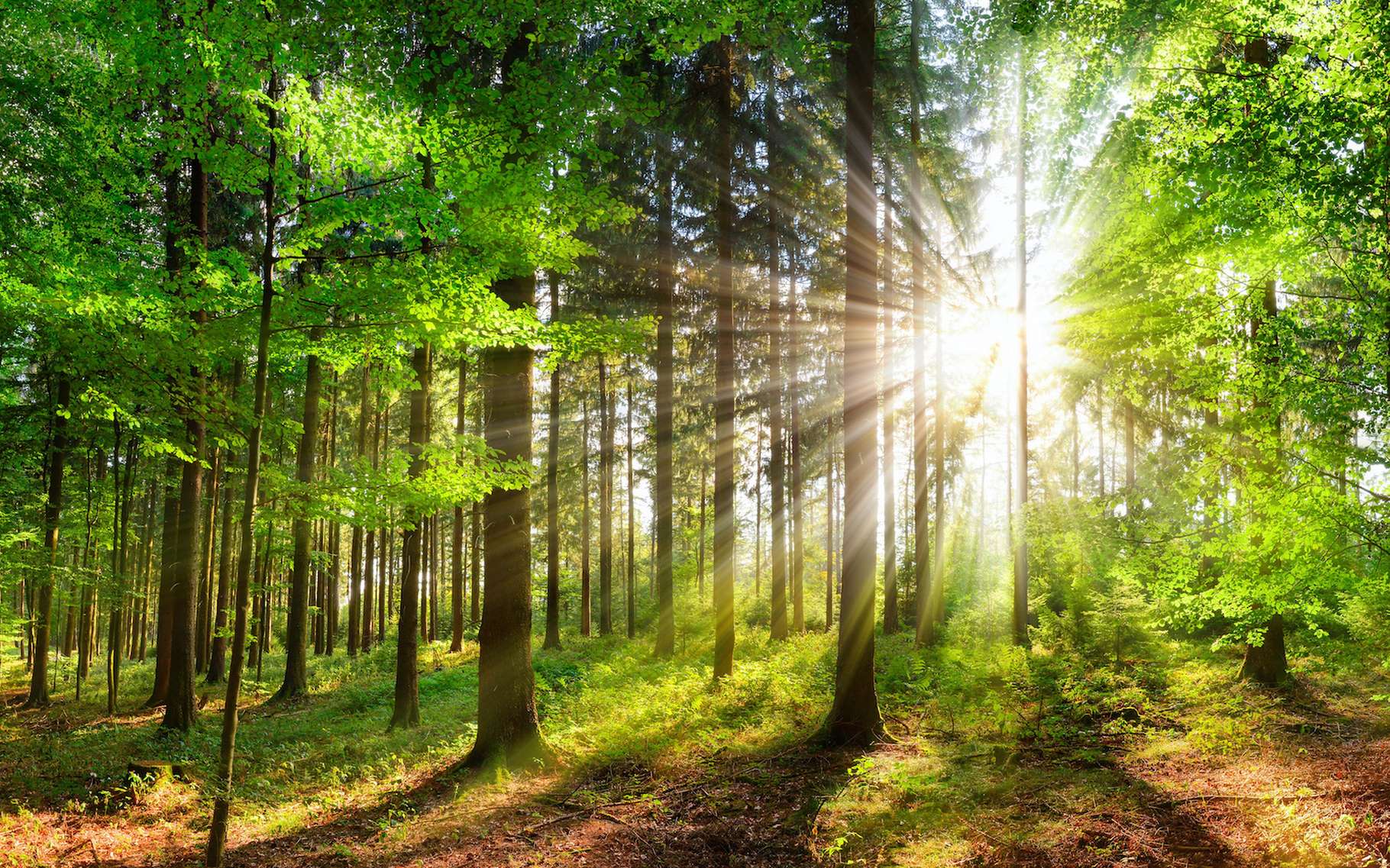 En accrochant des accéléromètres sur des arbres, les chercheurs peuvent en apprendre beaucoup sur les précipitations et l’état des santé de la forêt. © Smileus, Adobe Stock