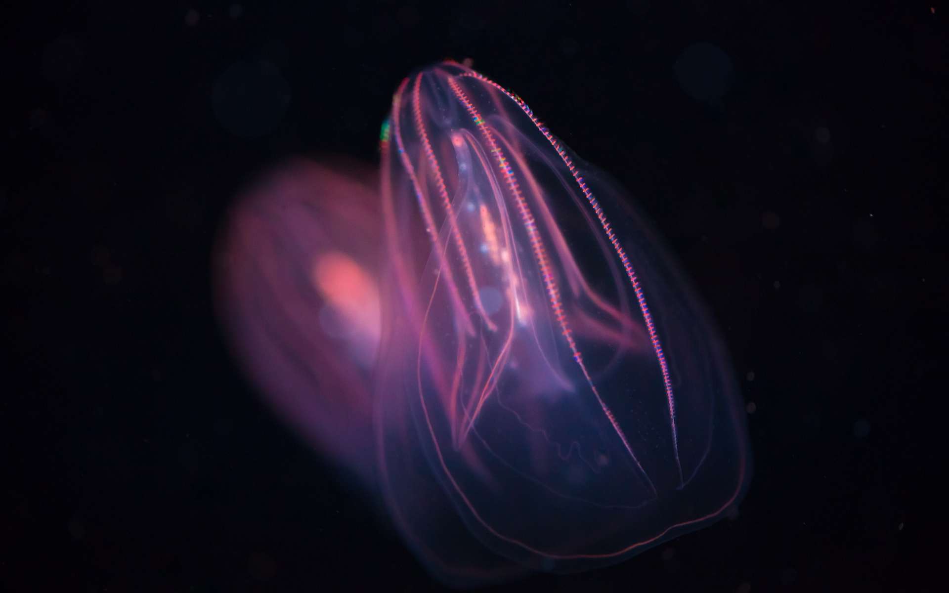 Ces créatures marines possèdent une capacité unique au monde que personne n'avait encore découverte : elles peuvent fusionner !