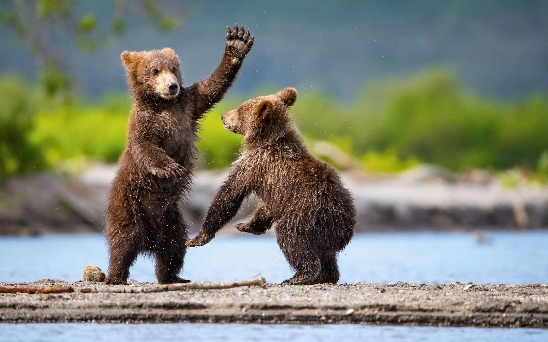 Bêtes de science : l'ours brun sait se servir d'outils