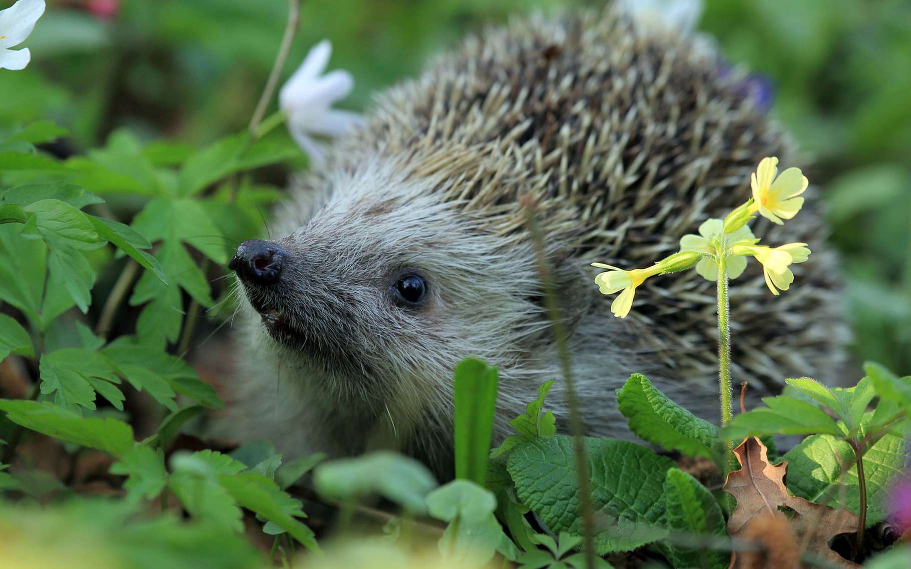 Jardin : des animaux à accueillir avec le sourire