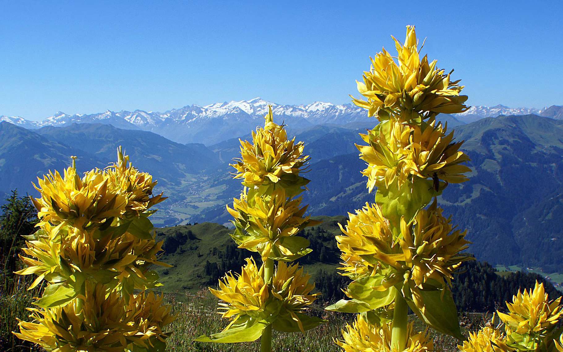 La Gentiane Fleur De Montagne Dossier