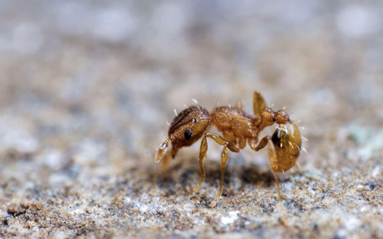 La redoutable « fourmi électrique » est arrivée en France