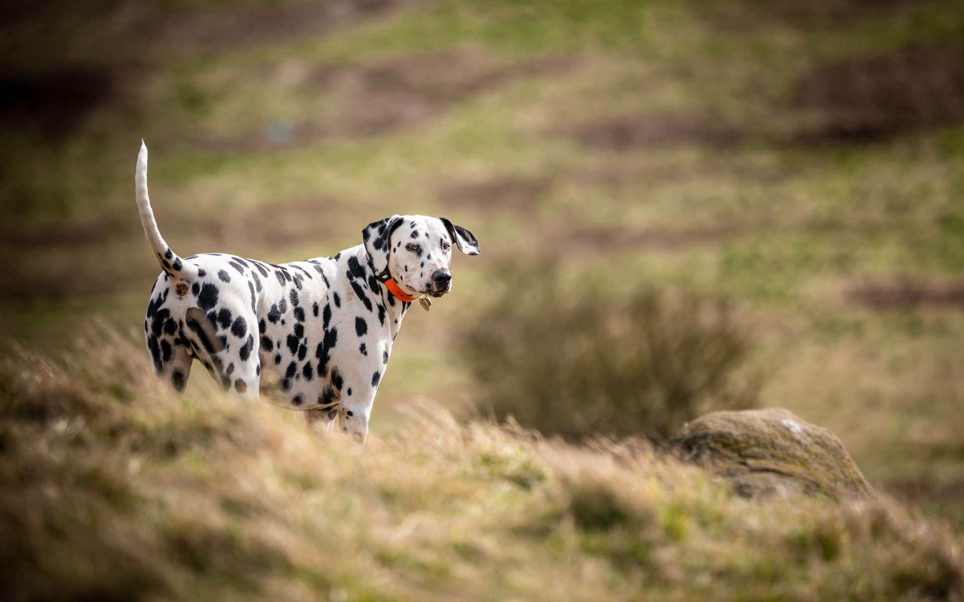 Et le légendaire sens de l'orientation des chiens viendrait de...