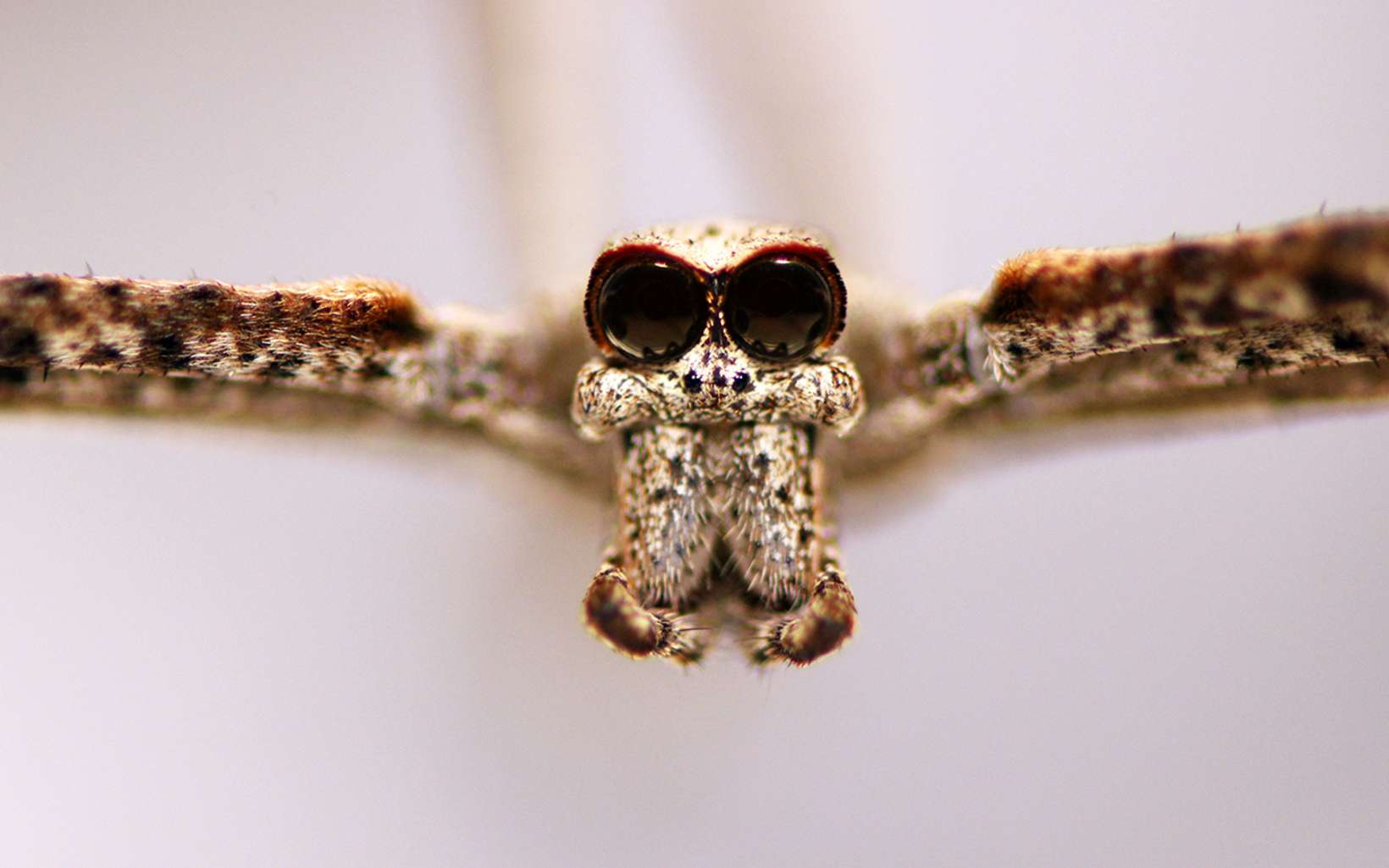 Ces araignées peuvent vous entendre