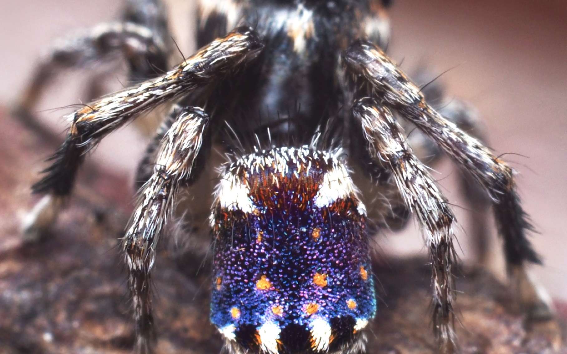 Étrangeté du vivant : cette araignée a un abdomen digne d'une toile de Van Gogh