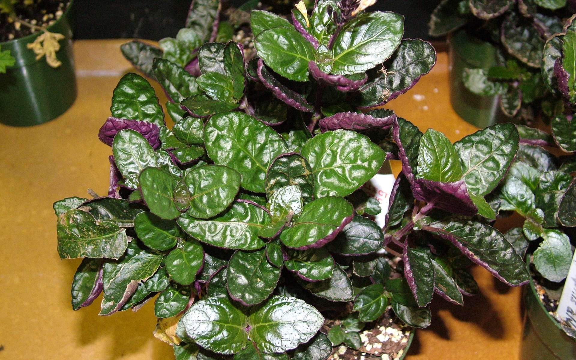 Hemigraphis alternata, dont le feuillage coloré n'est pas la seule vertu : cette plante améliore aussi la qualité de l'air intérieur. © UGA