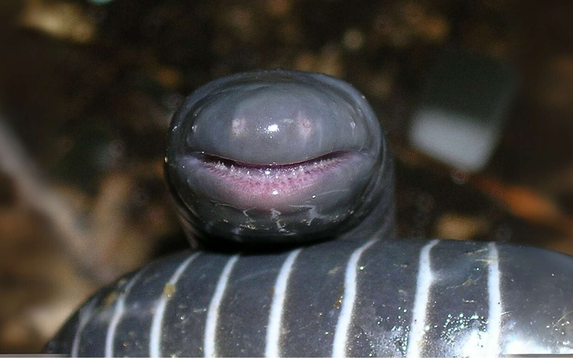 Ils mangent leur mère à la naissance : le rituel macabre de cet amphibien méconnu