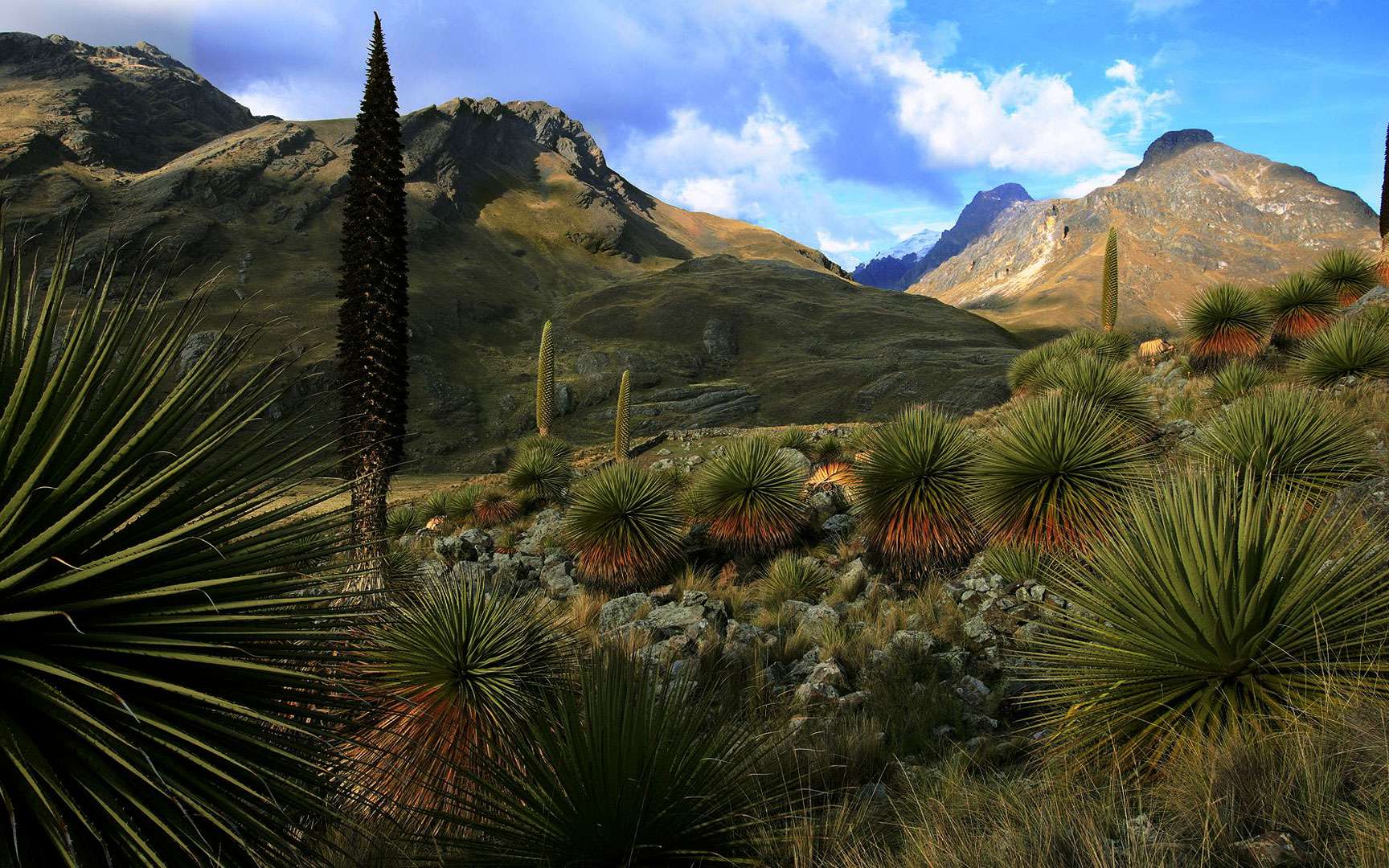 Puya raimondii, ou « kitanga », en langue quechua, connu comme « la Reine des Andes », est en danger de disparition. On ne trouve le végétal que sur les hauts plateaux de la cordillère, dans le nord du Chili, en Bolivie et au Pérou. Il est remarquable par la taille démesurée de ses inflorescences qui fait éclore des milliers de fleurs, et qui contient près de 6 millions de graines. La broméliacée atteint sa maturité reproductive vers 40 ans. Elle attire de nombreux insectes et un colibri géant (Patagona gigas) qui se régale du nectar de ses fleurs. © Cyril Ruoso, tous droits réservés, reproduction interdite