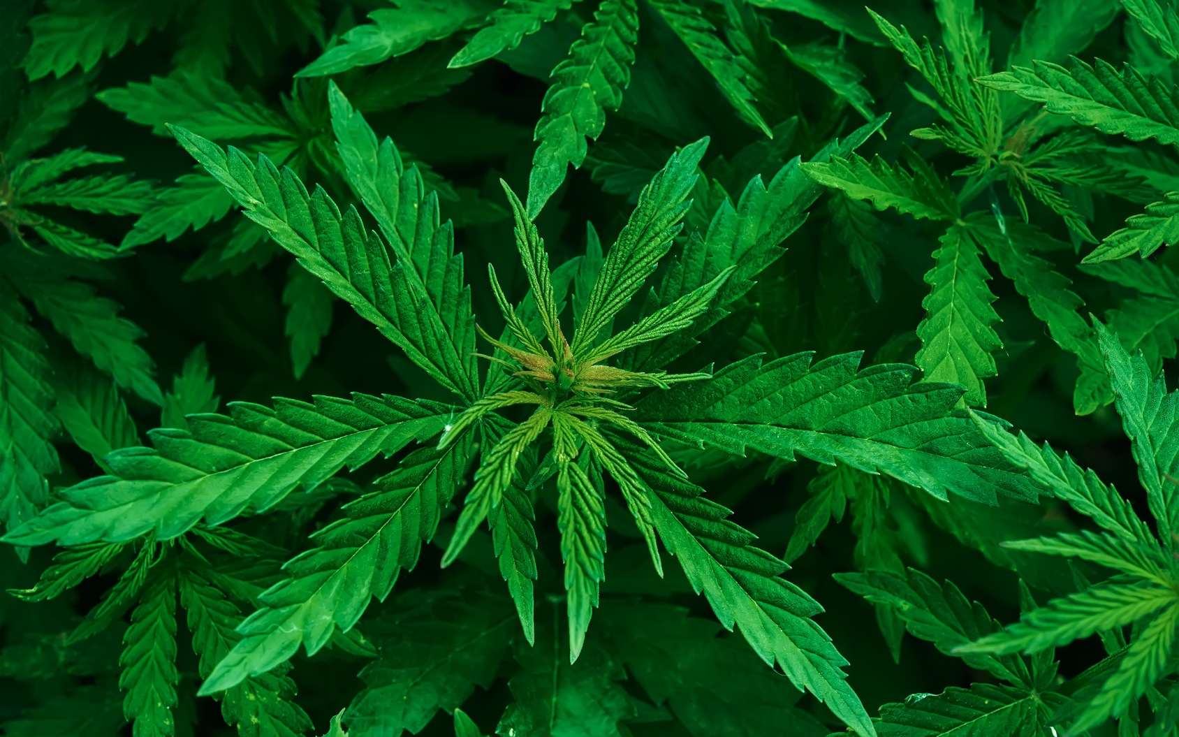 Le cannabis, ou marijuana, provient de la plante Cannabis sativa. Certains usages thérapeutiques sont avérés, d'autres à l’étude. © tainar, Fotolia
