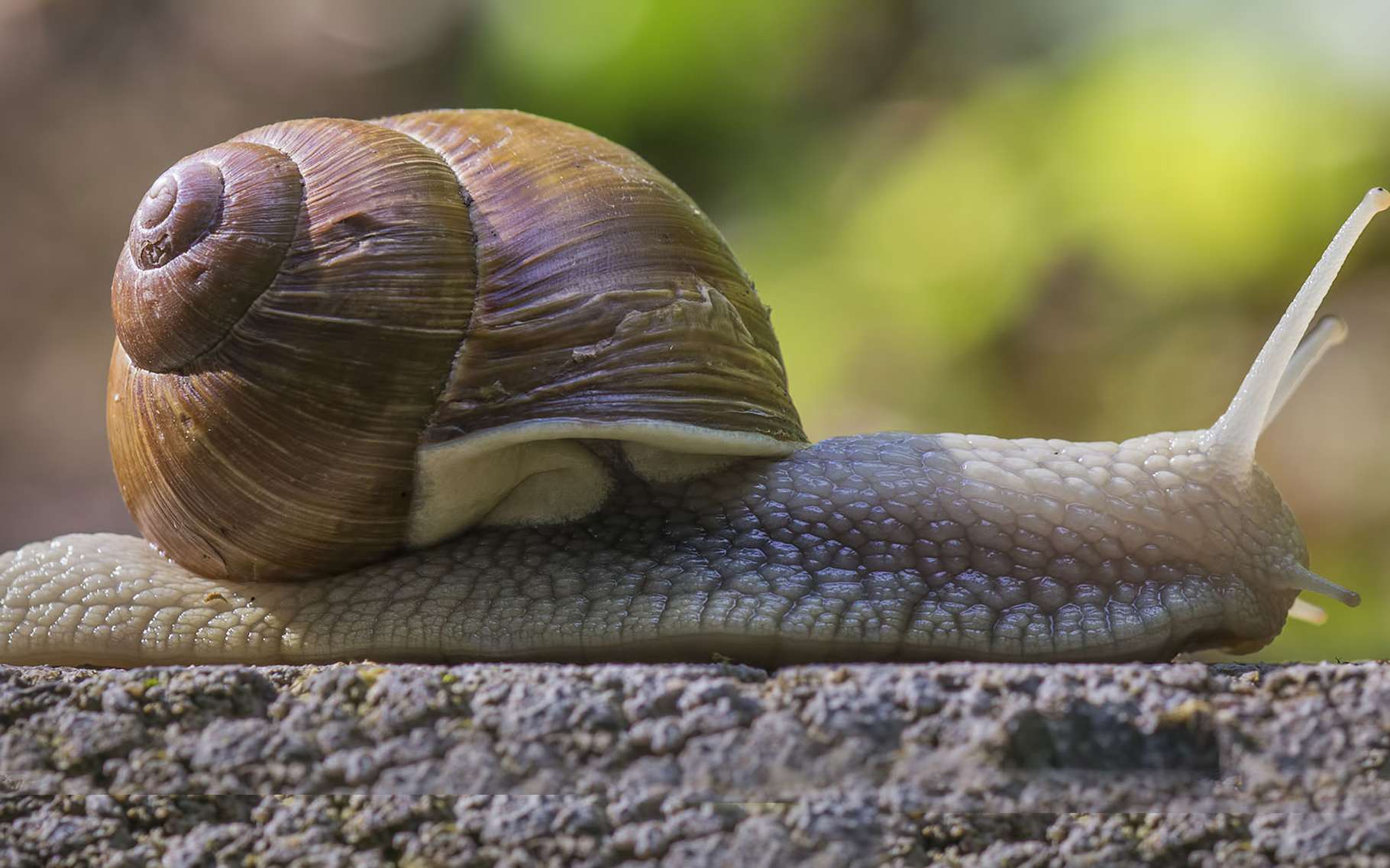 L Escargot Ce Curieux Gasteropode Dossier