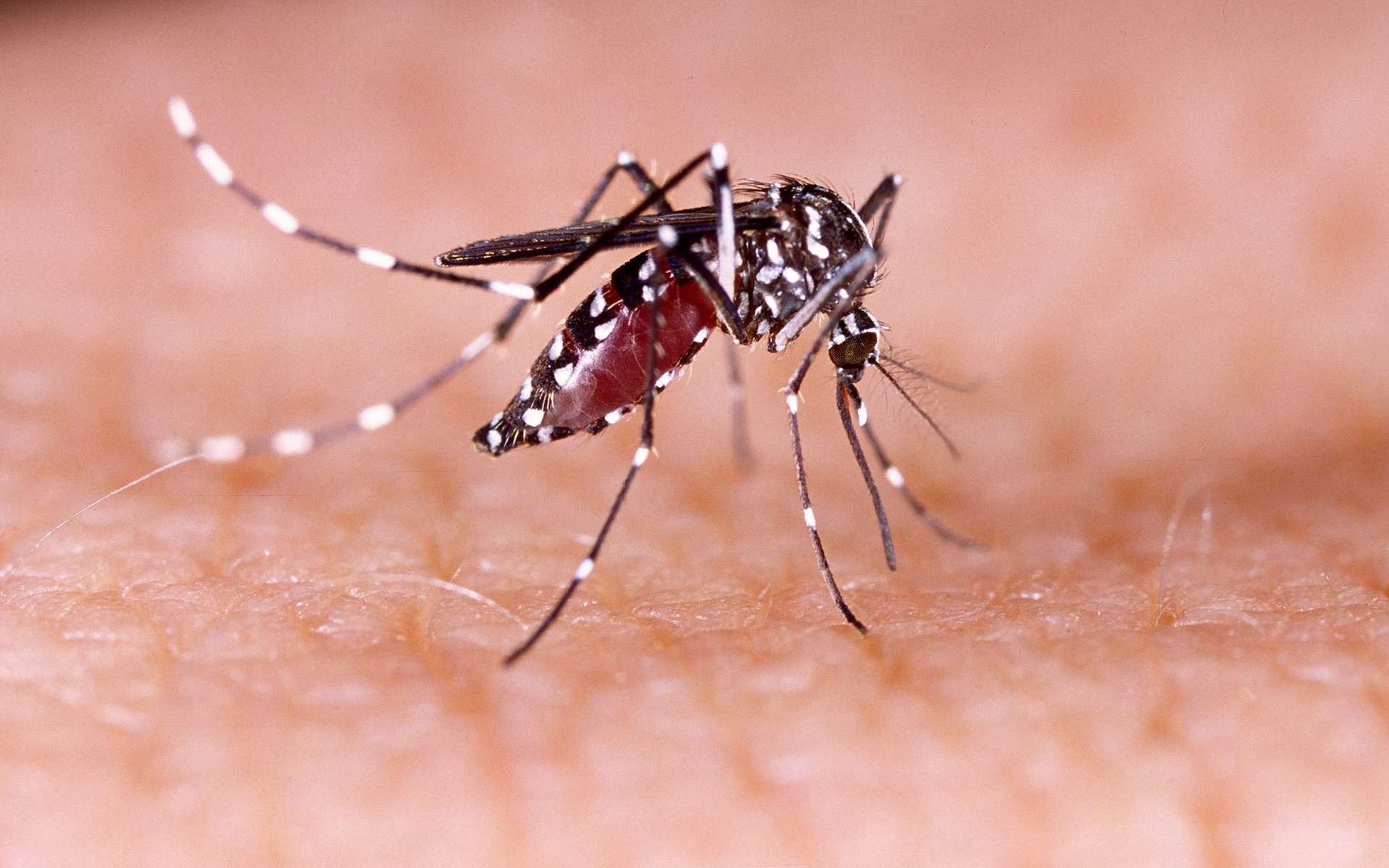 Aedes aegypti est un moustique qui transmet la dengue, le chikungunya et le virus Zika. © Tacio Philip Sansonovski, Shutterstock