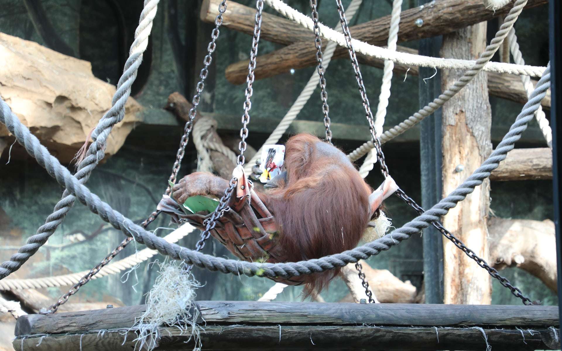 Molly, l'artiste orang-outan qui a captivé le Japon