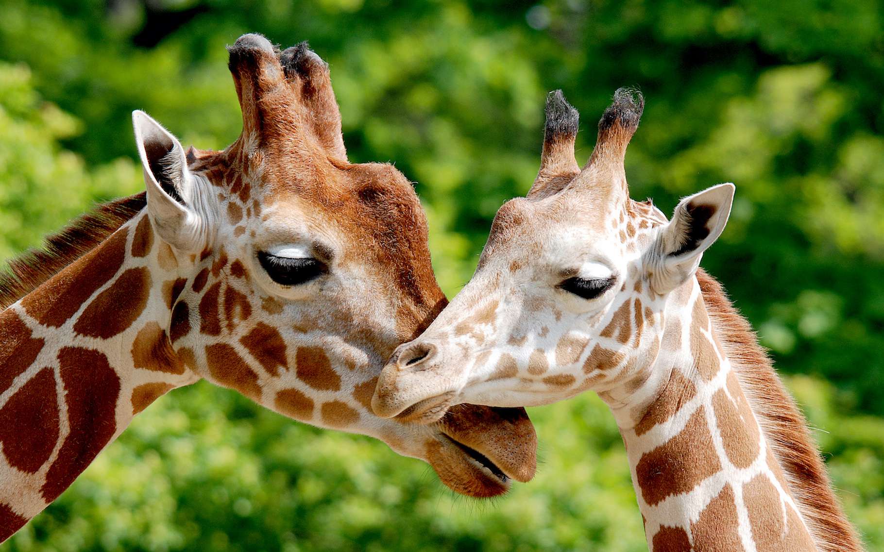 Bêtes de science : les girafes profitent de l'« effet grand-mère »