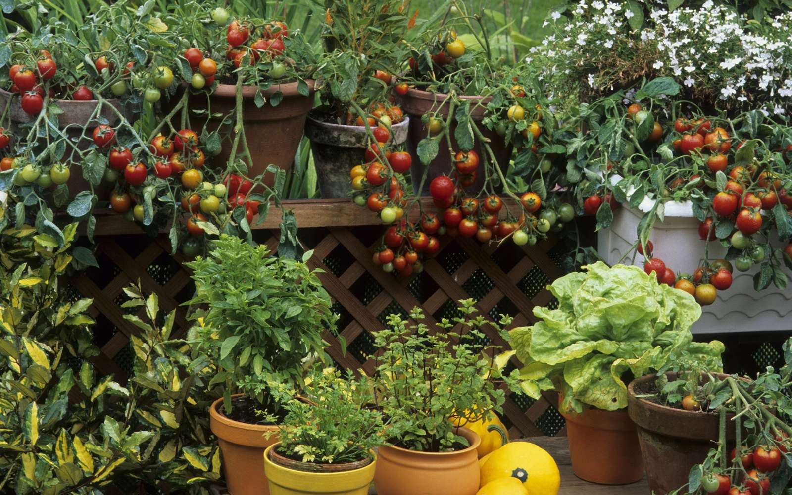 Potager en ville ou sur balcon : cultivez vos légumes en sac