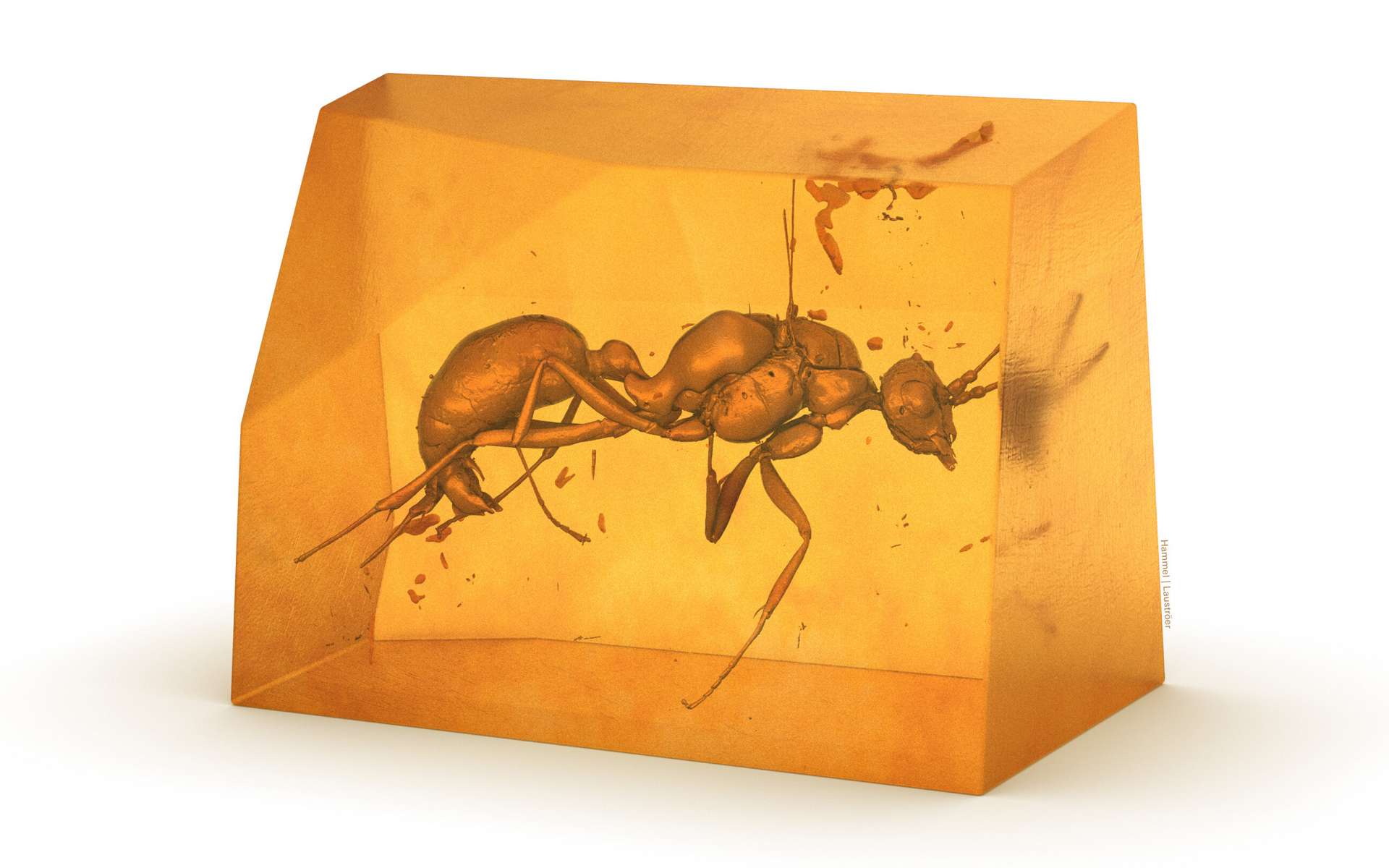 Une nouvelle espèce de fourmi éteinte découverte dans l'ambre