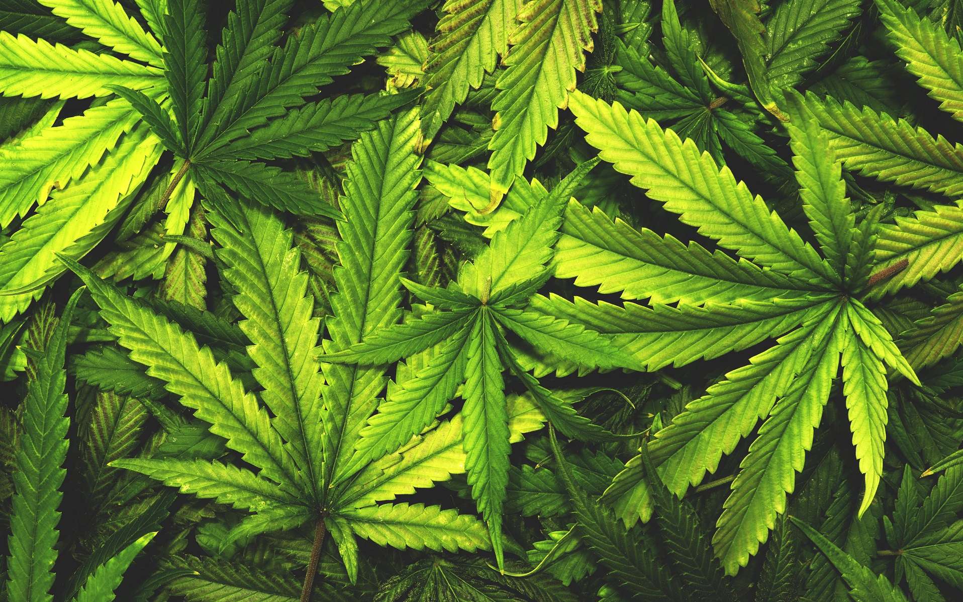 Les feuilles séchées de Cannabis sativa peuvent être fumées. © OpenRangeStock, Shutterstock