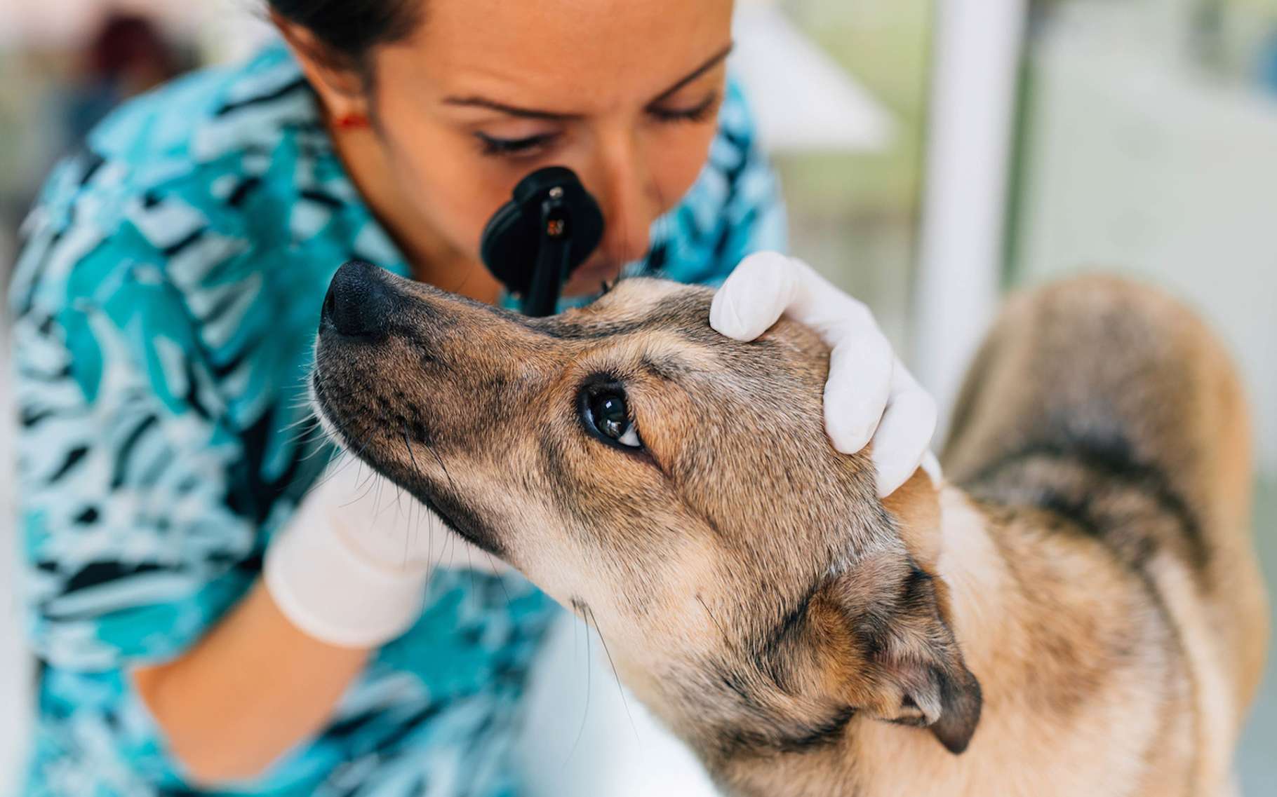 Les Animaux Voient Moins De Détails Que Nous