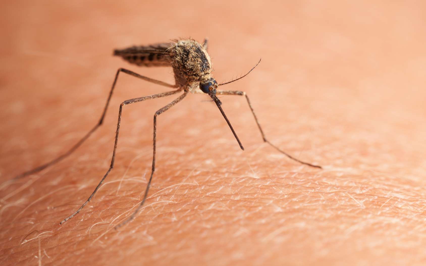 Éloigner les moustiques fait partie des préoccupations de la période estivale. © abet, fotolia