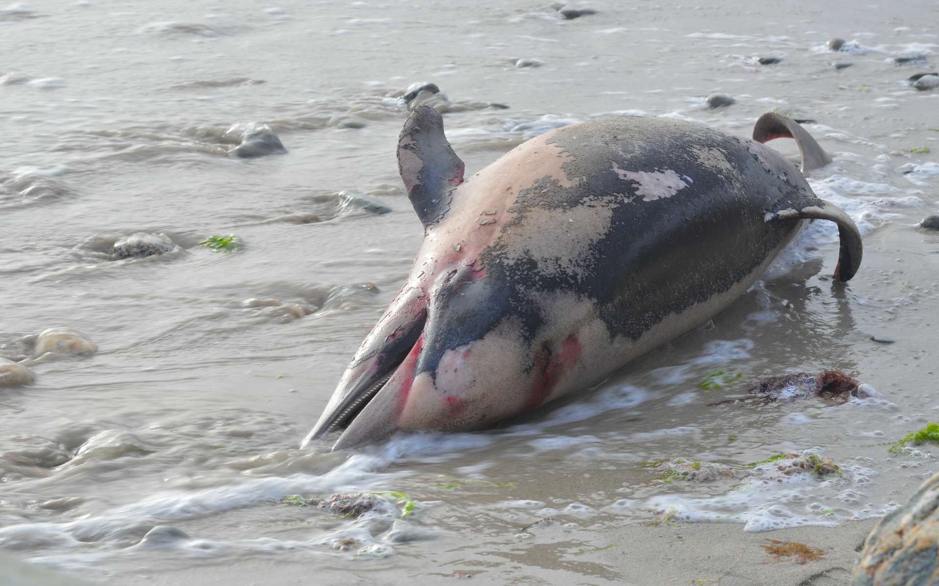 La surmortalité des dauphins serait due au techniques de pêche intensive