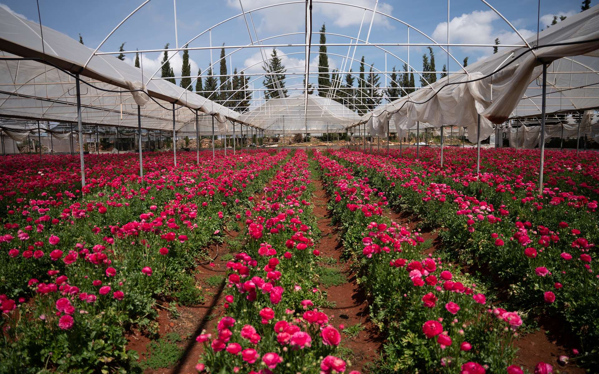 Saint-Valentin : le bilan carbone catastrophique des roses à l'heure de l'urgence climatique