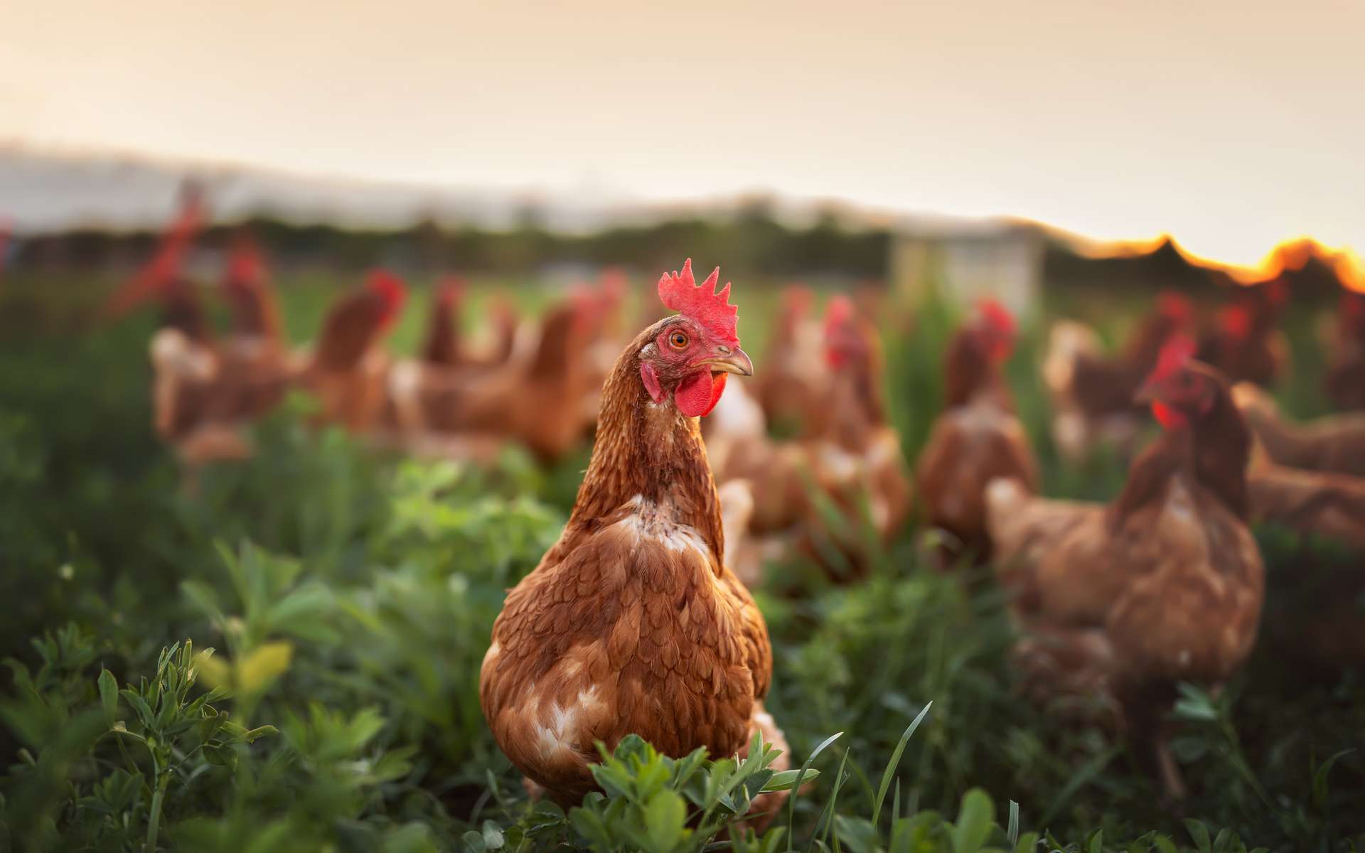 Bonne ou mauvaise idée ? Des poulets génétiquement modifiés pour qu'ils résistent à la grippe aviaire