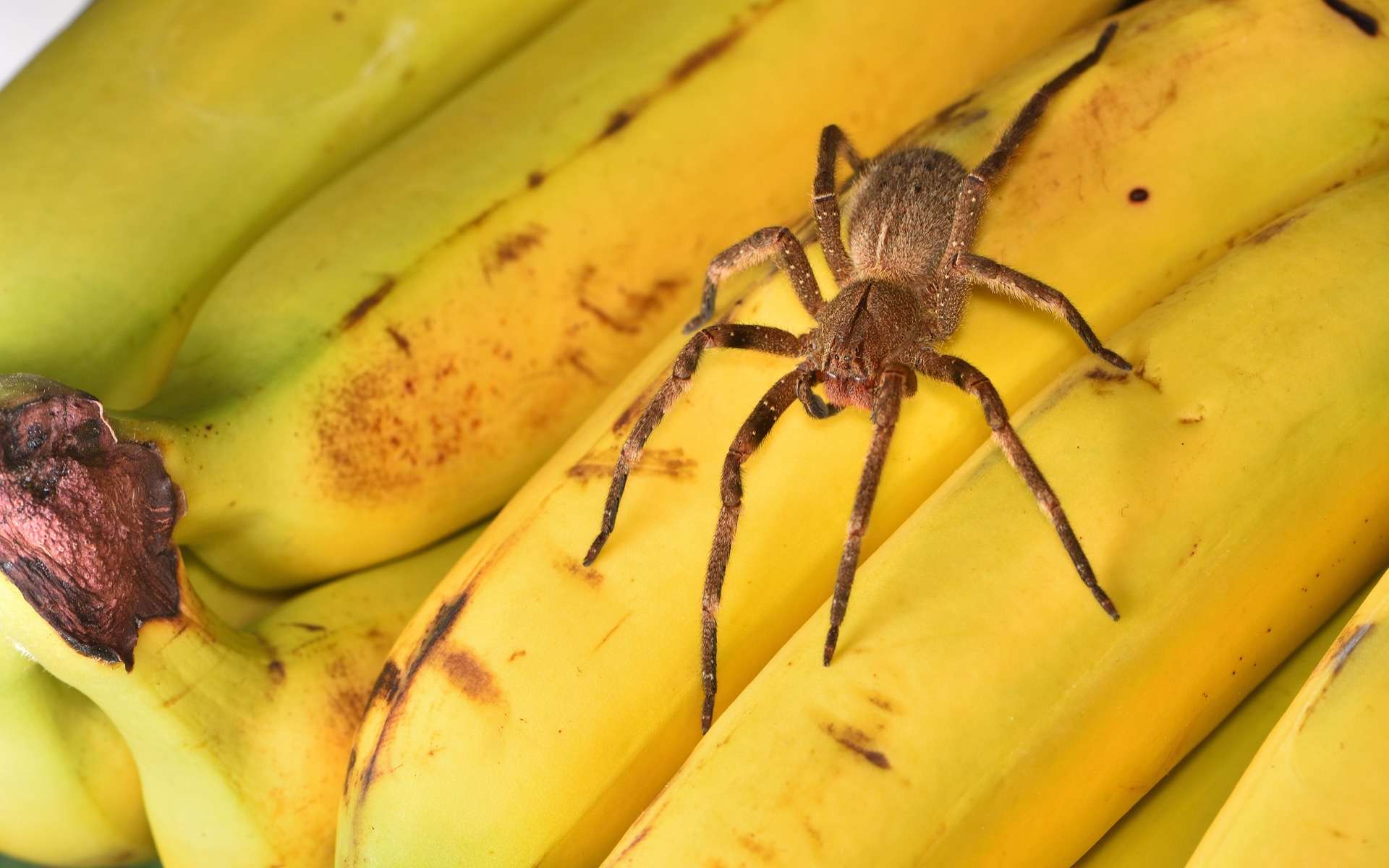 L'araignée-banane, une alliée inattendue contre les troubles de l'érection